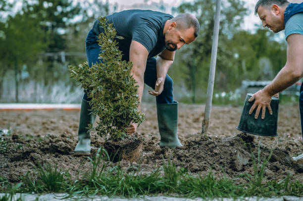 Grass Overseeding in Conneaut, OH